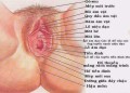 Hình ảnh bộ phận sinh dục của phụ nữ