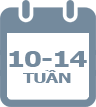 10 - 14 tuần